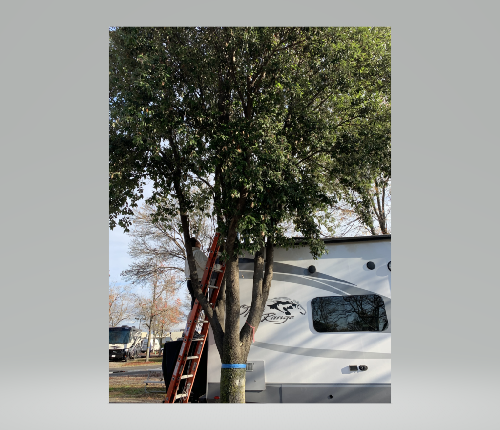 Cutting tree bough
